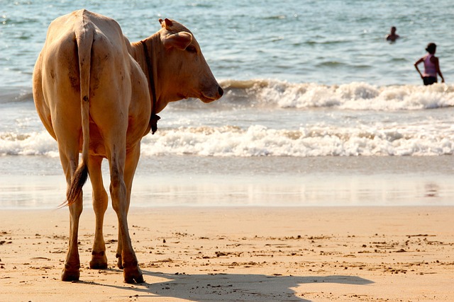 Goa Beach Destination