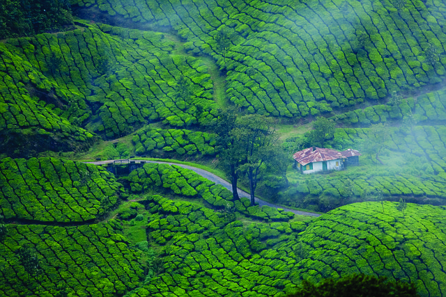 Munnar Kerala Coffee Estates Monsoon Holidays